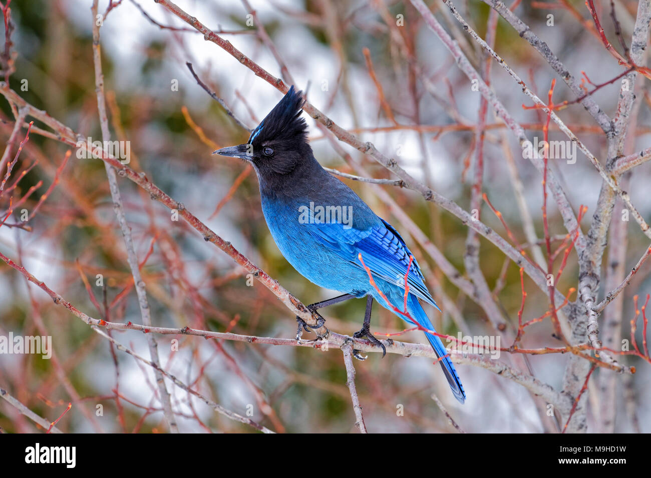 43,160.09760 close-up of a Steller’s Jay bird standing in winter shrub bush, crested head gorgeous beautiful blue and black Stock Photo
