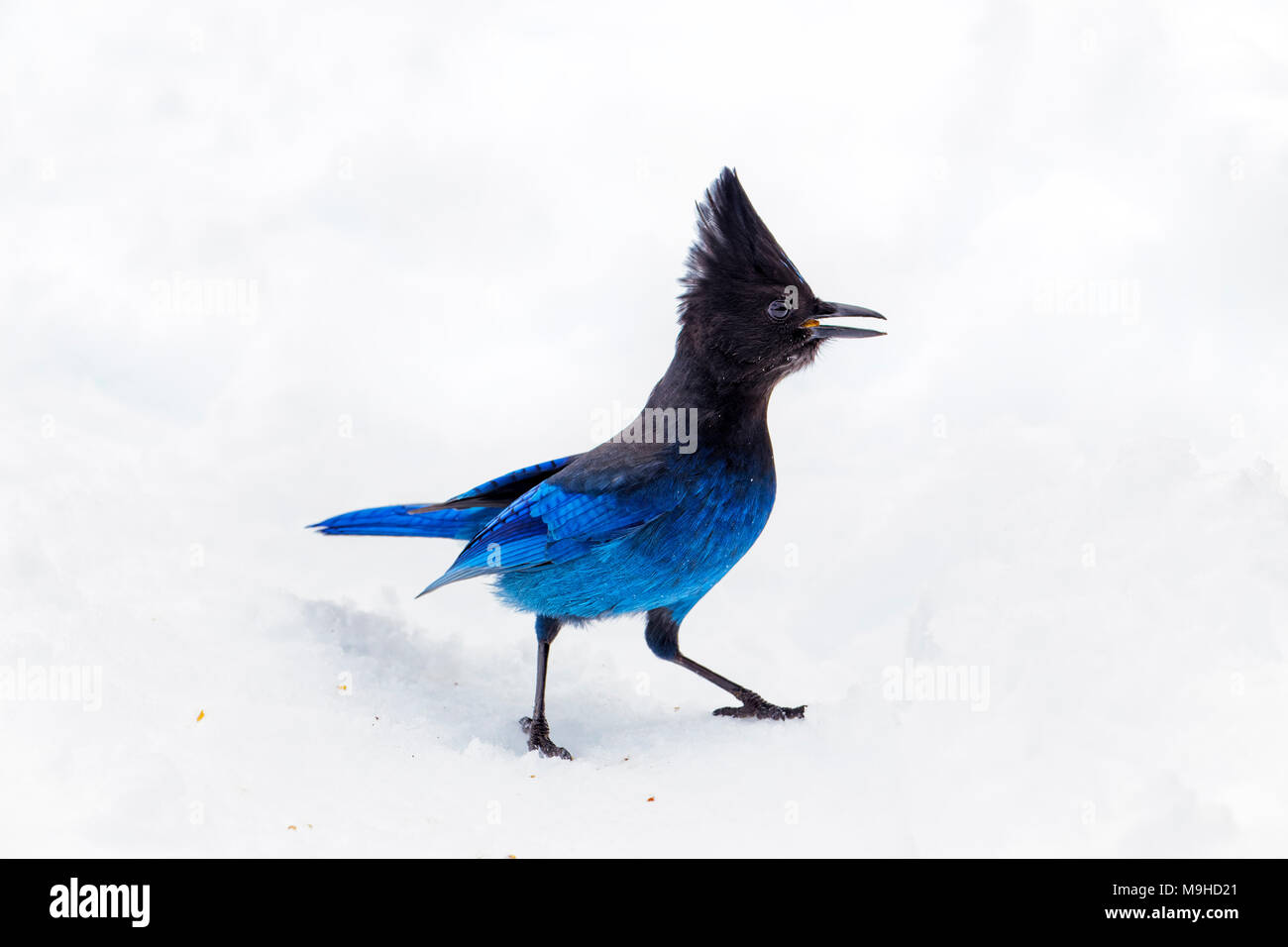 43,160.09772 close-up of a Steller’s Jay bird standing in winter snow, crested head gorgeous beautiful blue and black Stock Photo