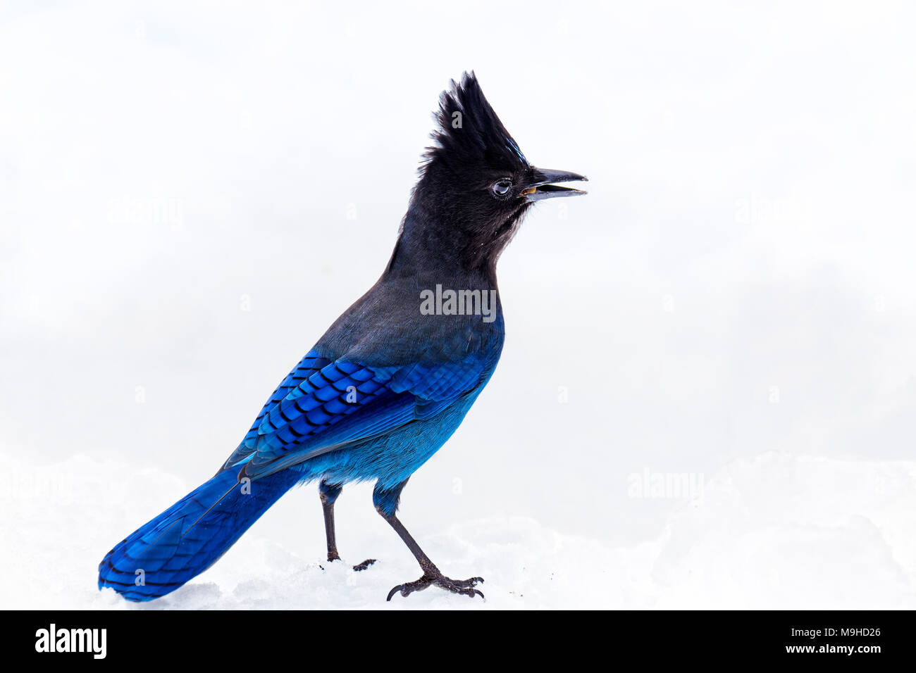 43,160.09777 close-up of a Steller’s Jay bird standing in winter snow, crested head gorgeous beautiful blue and black Stock Photo