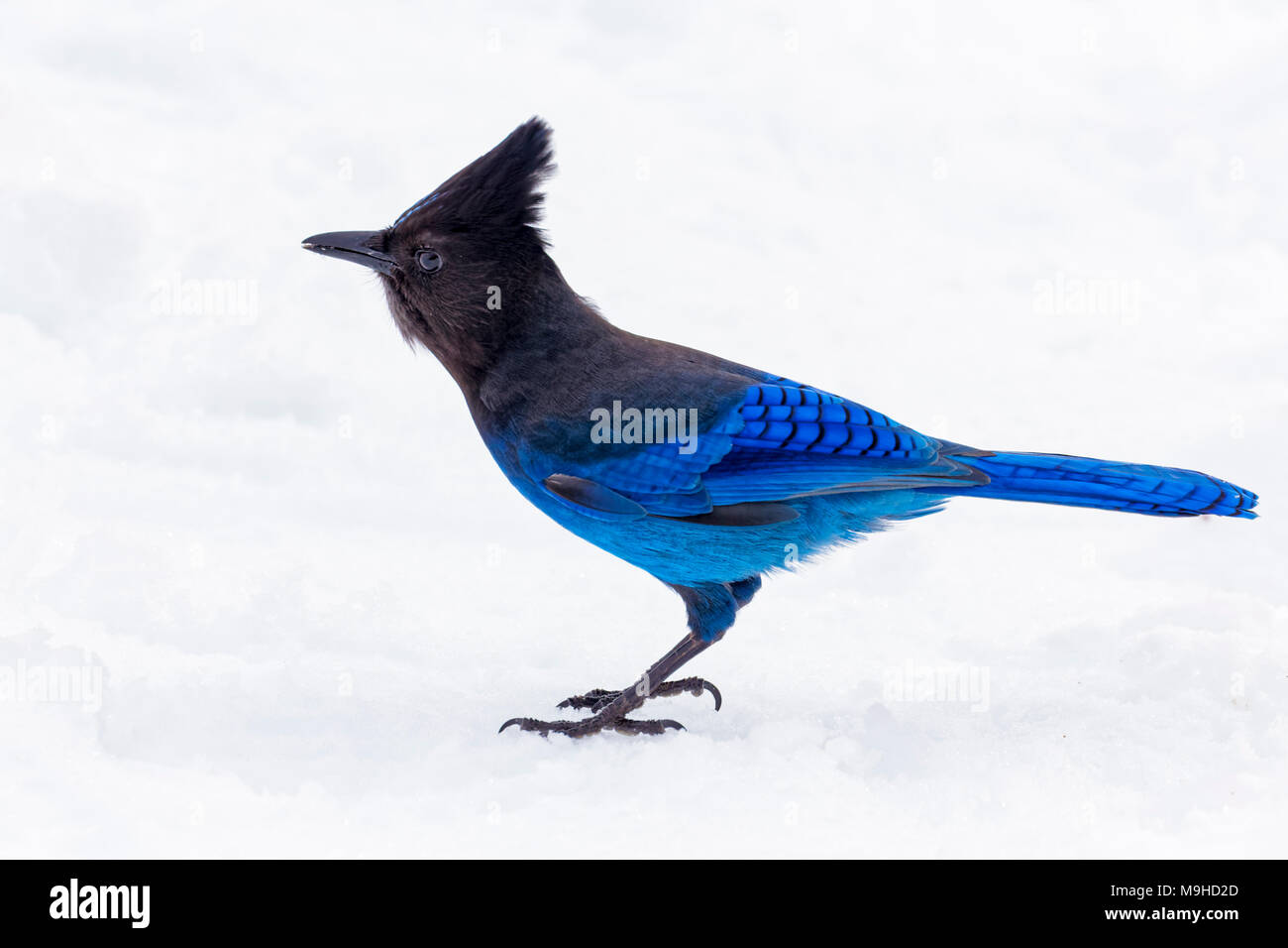 43,160.09789 close-up of a crested gorgeously beautiful blue and black Steller’s Jay bird standing in winter snow Stock Photo