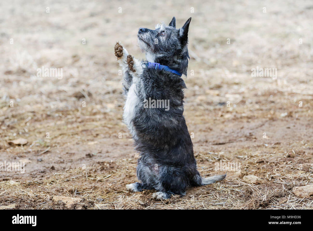 Cross breed dog out on a walk in the countryside, UK Stock Photo
