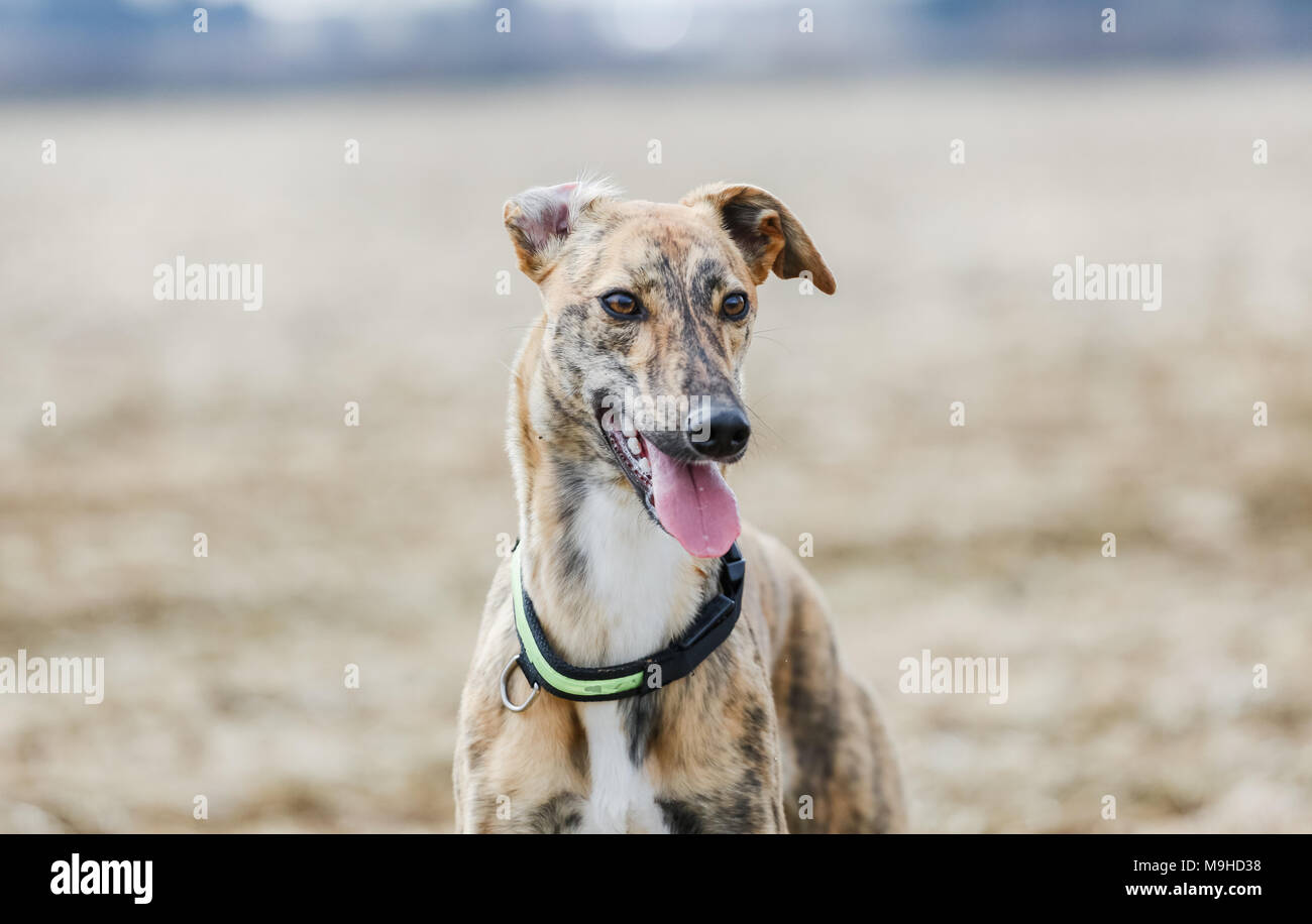 Lurcher High Resolution Stock Photography and Images Alamy