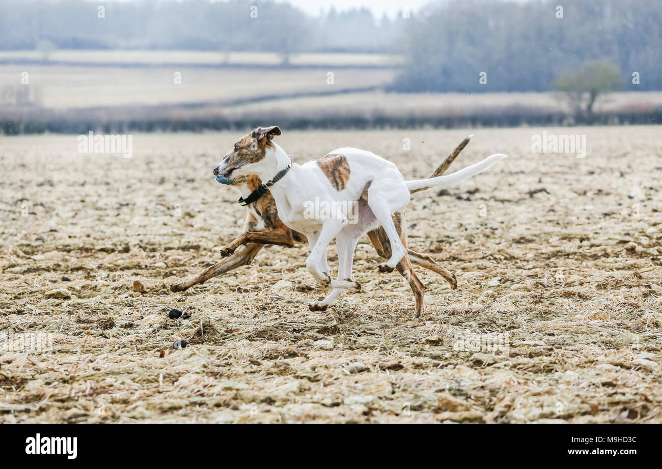 Lurcher dog out on a walk in the countryside, UK Stock Photo Alamy