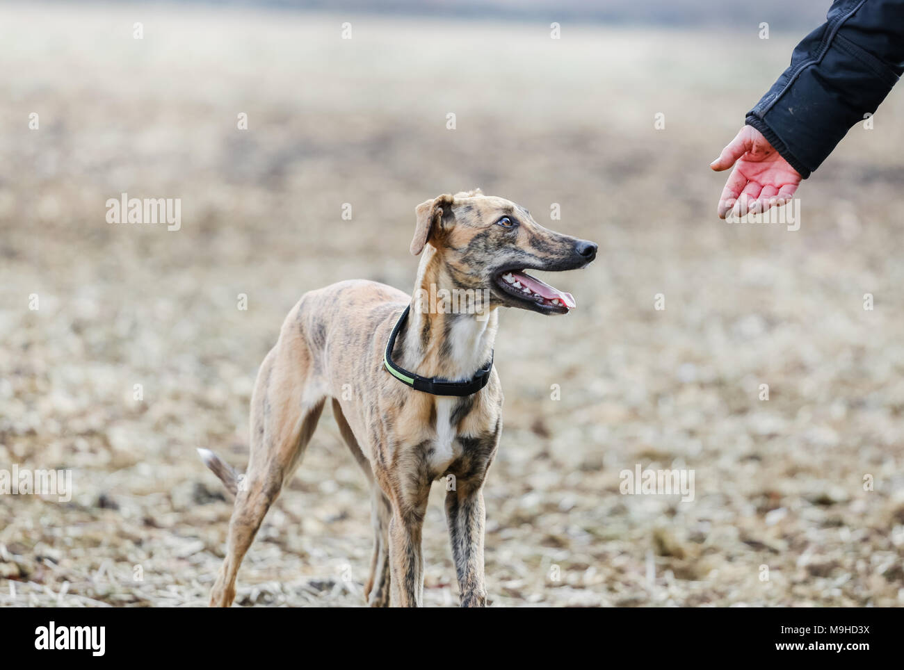 Lurcher dog out on a walk in the countryside, UK Stock Photo Alamy