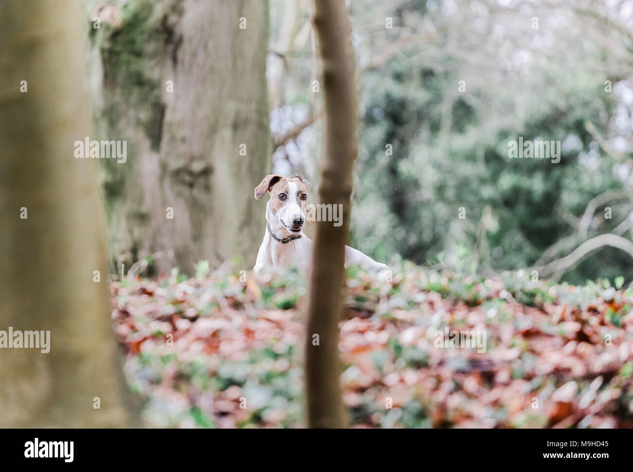 Lurcher dog out on a walk in the countryside, UK Stock Photo Alamy