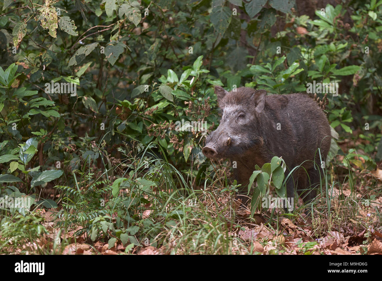 Indian Wild boar, Jim corbett forest, Stock Photo