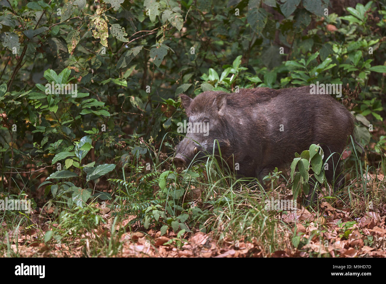 Indian Wild boar, Jim corbett forest, Stock Photo