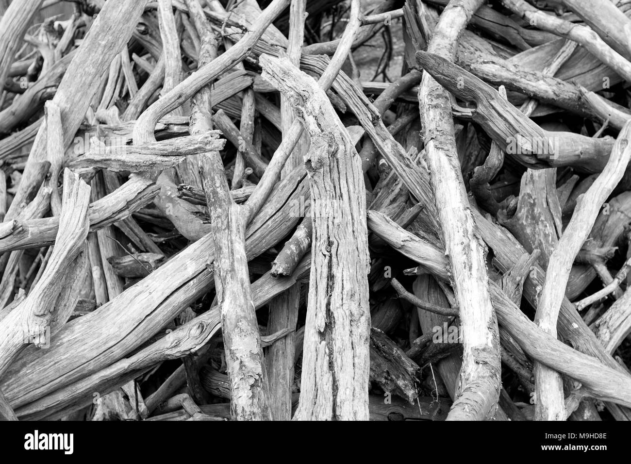 Black and white shot of old, dead and dry sweet chestnut tree branches piled on the ground. Stock Photo