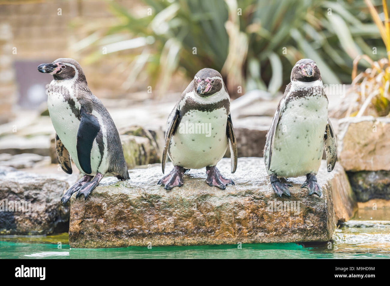 Three Humboldt penguins in a rocky zoological enclosure Stock Photo