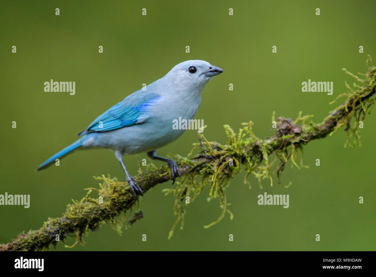 Blue-gray Tanager - Thraupis episcopus, beautiful colorful blue perching bird from Costa Rica forest. Stock Photo