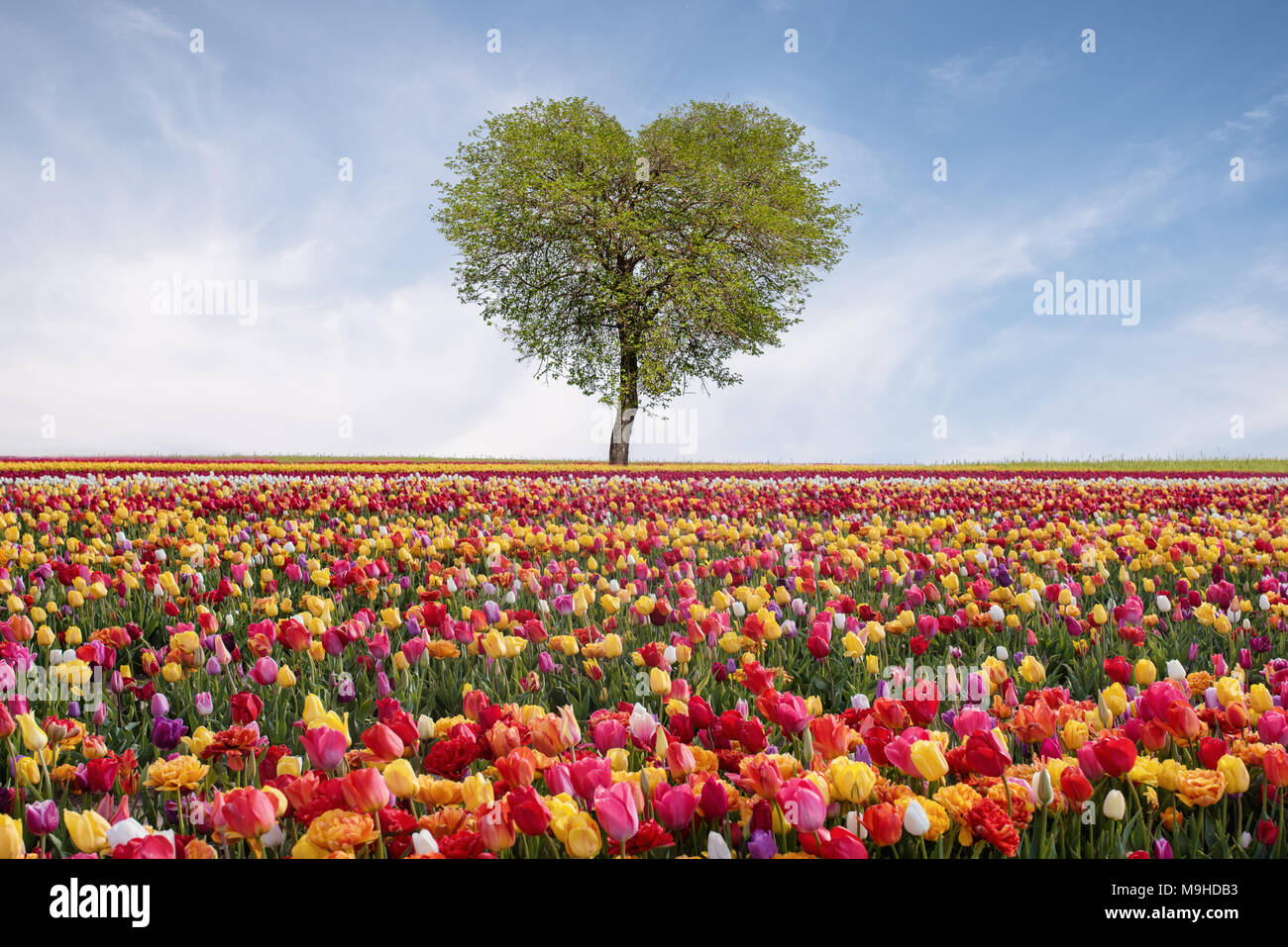 Tree of love in spring. Heart shaped tree against blue sky. Beautiful landscape with flowers.Love background. Stock Photo