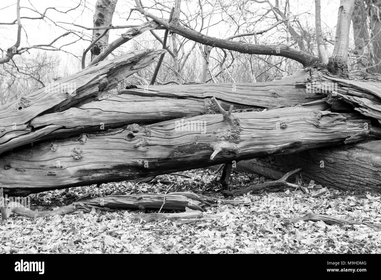 Fallen sweet chestnut tree has broken in two places as it hit the ground and was smashed over another fallen tree with leaves around - black and white Stock Photo