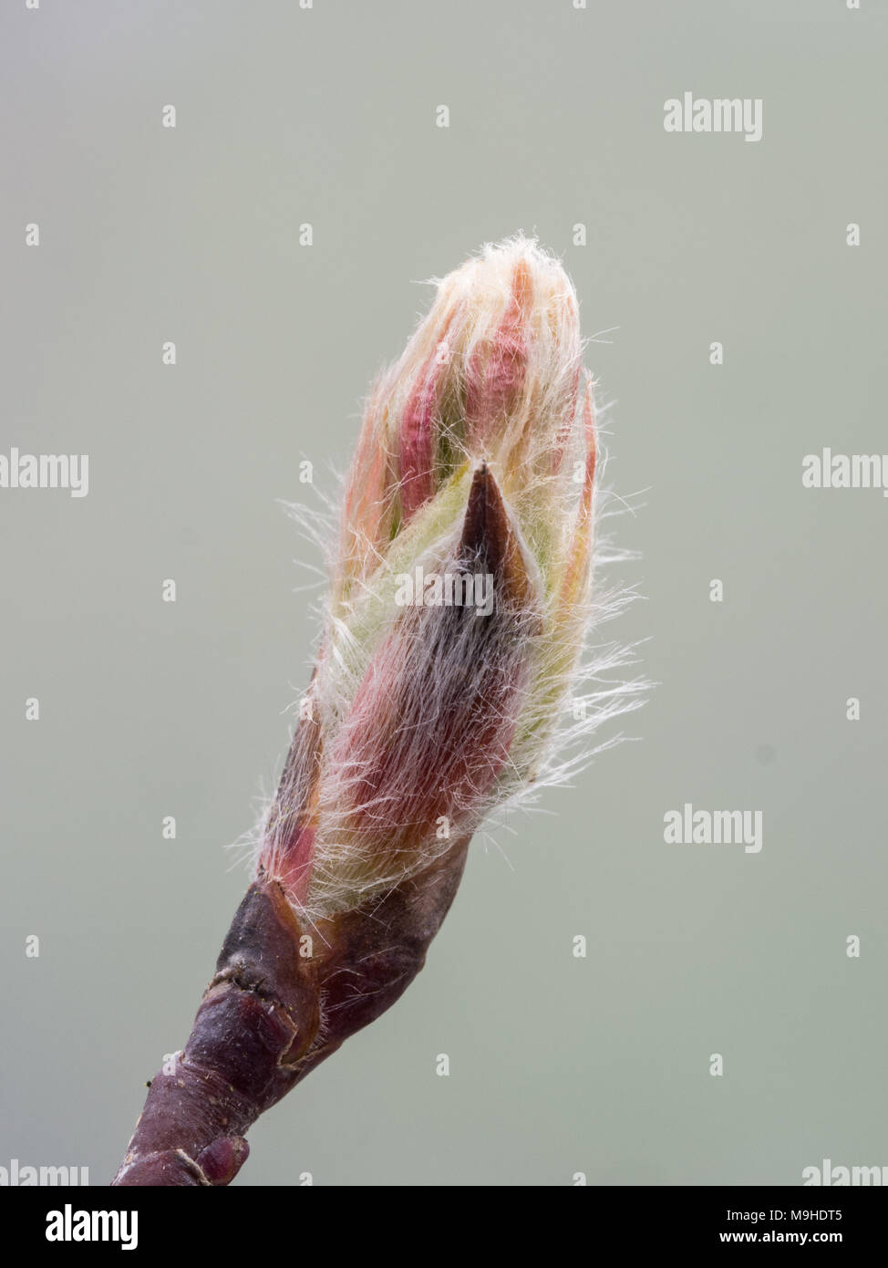 Close up of the a fresh bud of Amelanchier spicata showing a delicate covering of fine hairs. Stock Photo