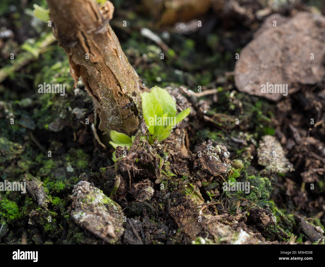 Close up of a new shoot bursting from the old growth of a fuchsia stem Stock Photo