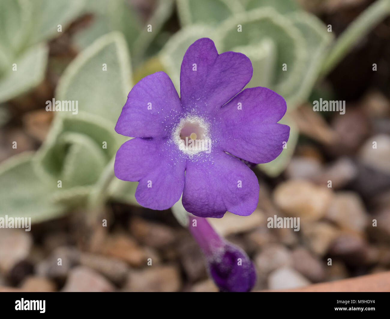 Close up of a single blue flower of Primula marginata Pritchards Variety Stock Photo