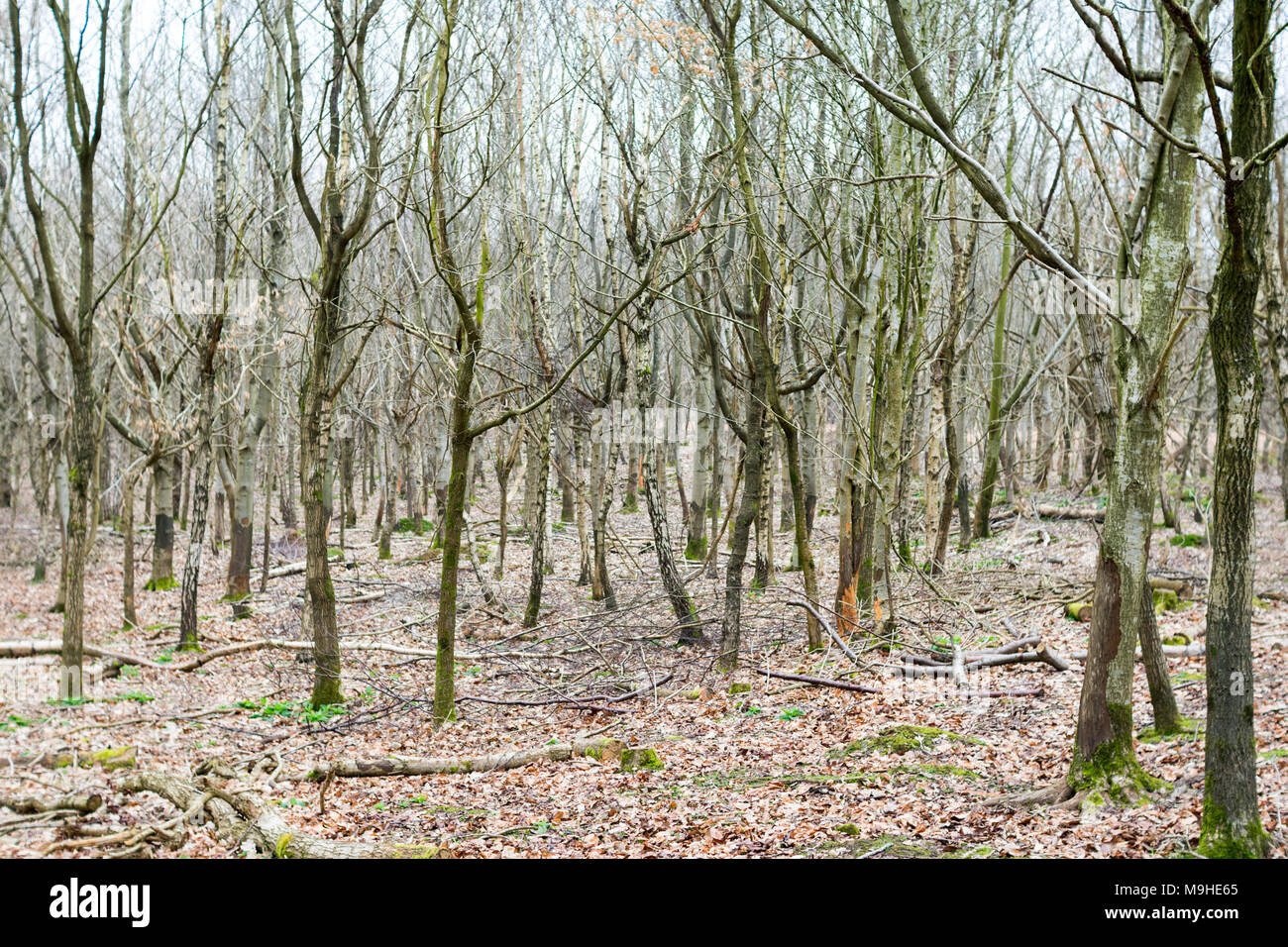 Coppice of silver birch and other young trees in early spring, with deer-damaged trunks and a bed of fallen leaves around them. Stock Photo