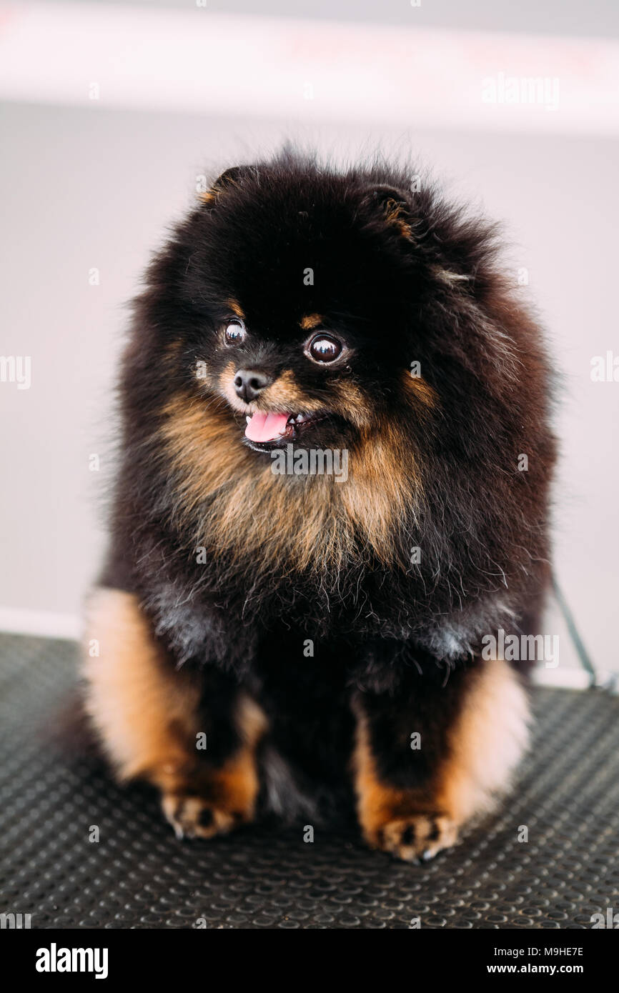 Smiling Black and Red Pomeranian Spitz Small Puppy Dog Stock Photo