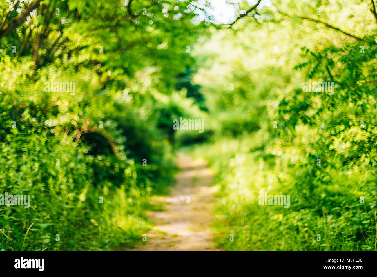 Blurred abstract bokeh natural background of Walkway Path Lane in Summer Park. Stock Photo