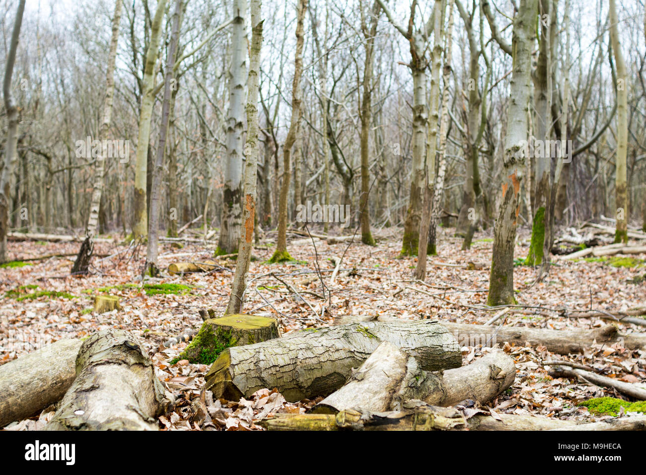 Coppice of silver birch and other young trees in early spring, with deer-damaged trunks and a bed of fallen leaves around them. Stock Photo