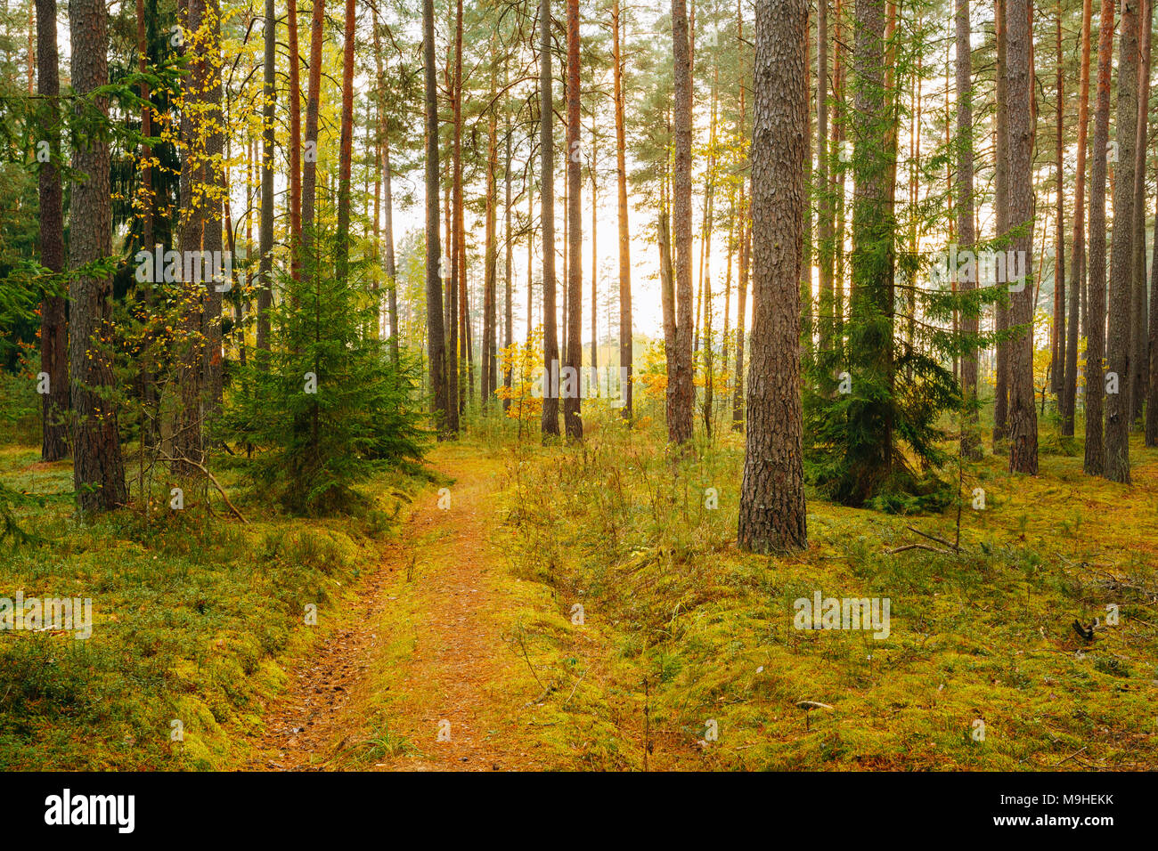 Winding Path Lane Walkway Way Through Beautiful Coniferous Autumn Forest. Nobody. Autumn Nature Landscape In  The Berezinsky Biosphere Reserve. Stock Photo