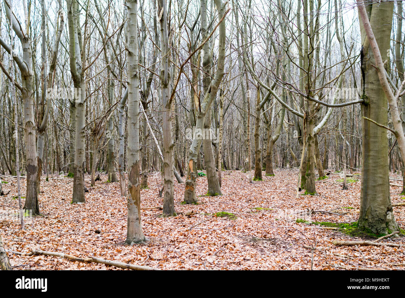 Coppice of silver birch and other young trees in early spring, with deer-damaged trunks and a bed of fallen leaves around them. Stock Photo