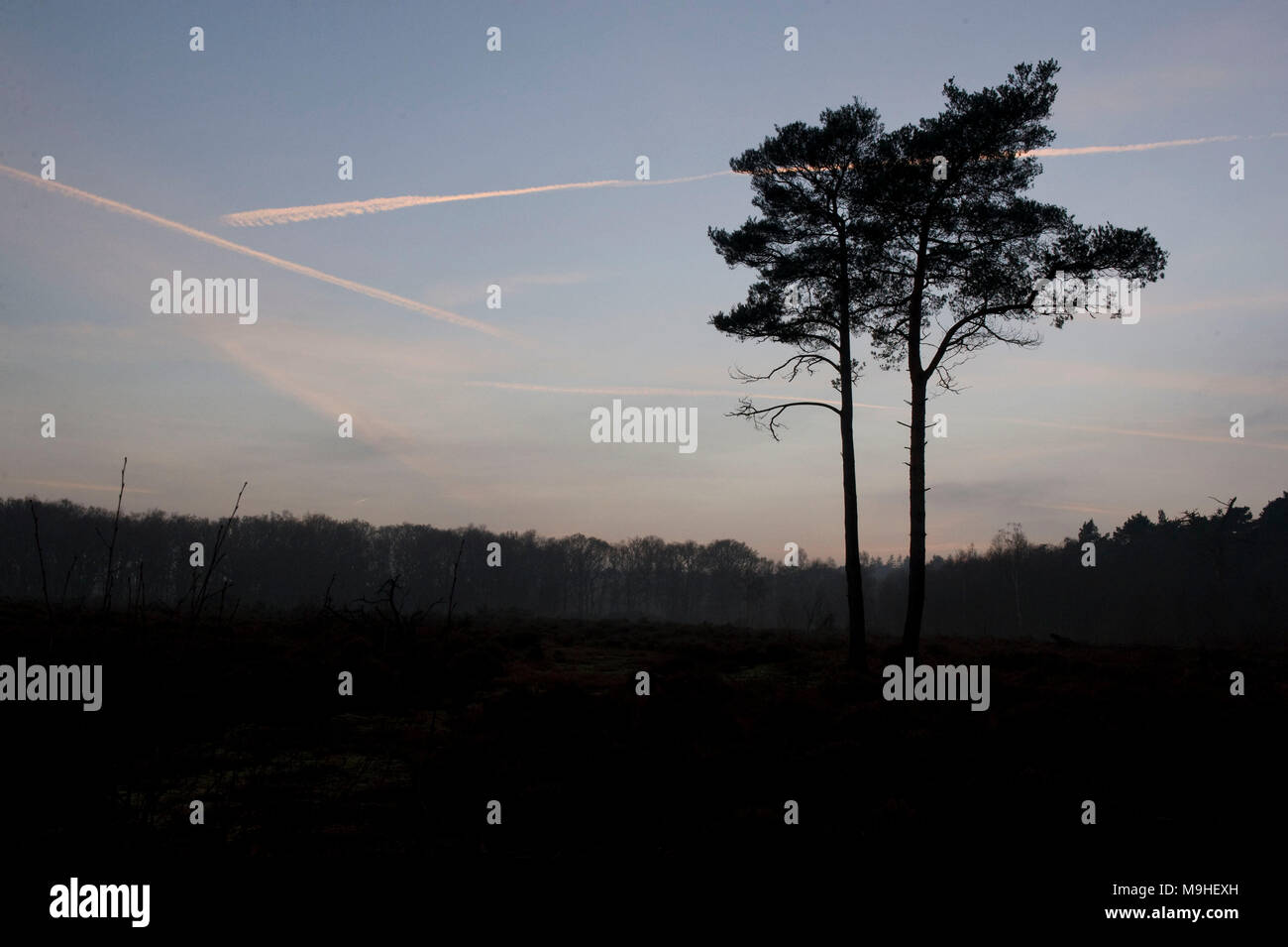 Elstead common hires stock photography and images Alamy