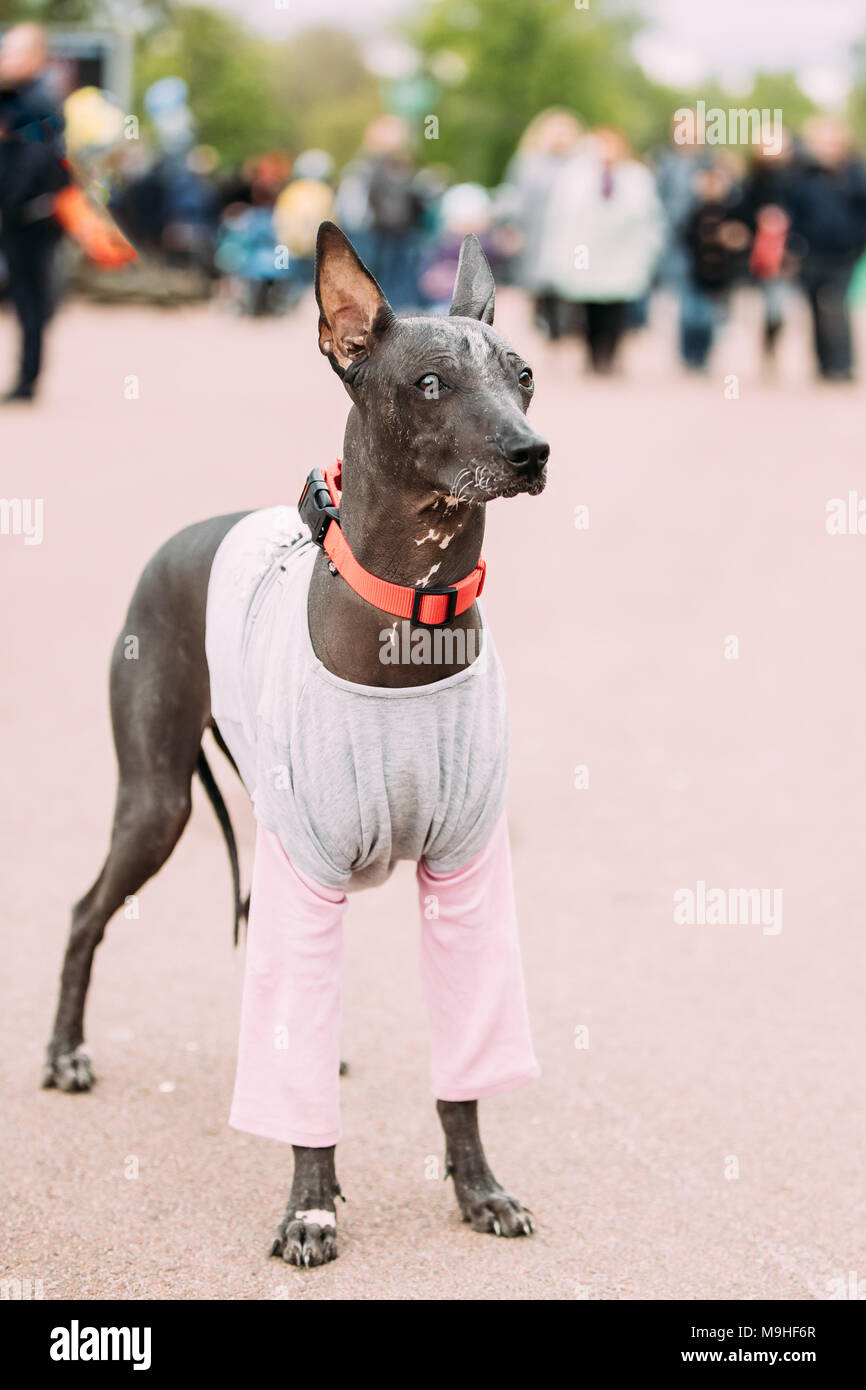 Mexican Hairless Dog In Outfit Playing In City Park The Xoloitzcuintli Or Xolo For Short Is A Hairless Breed Of Dog Stock Photo Alamy
