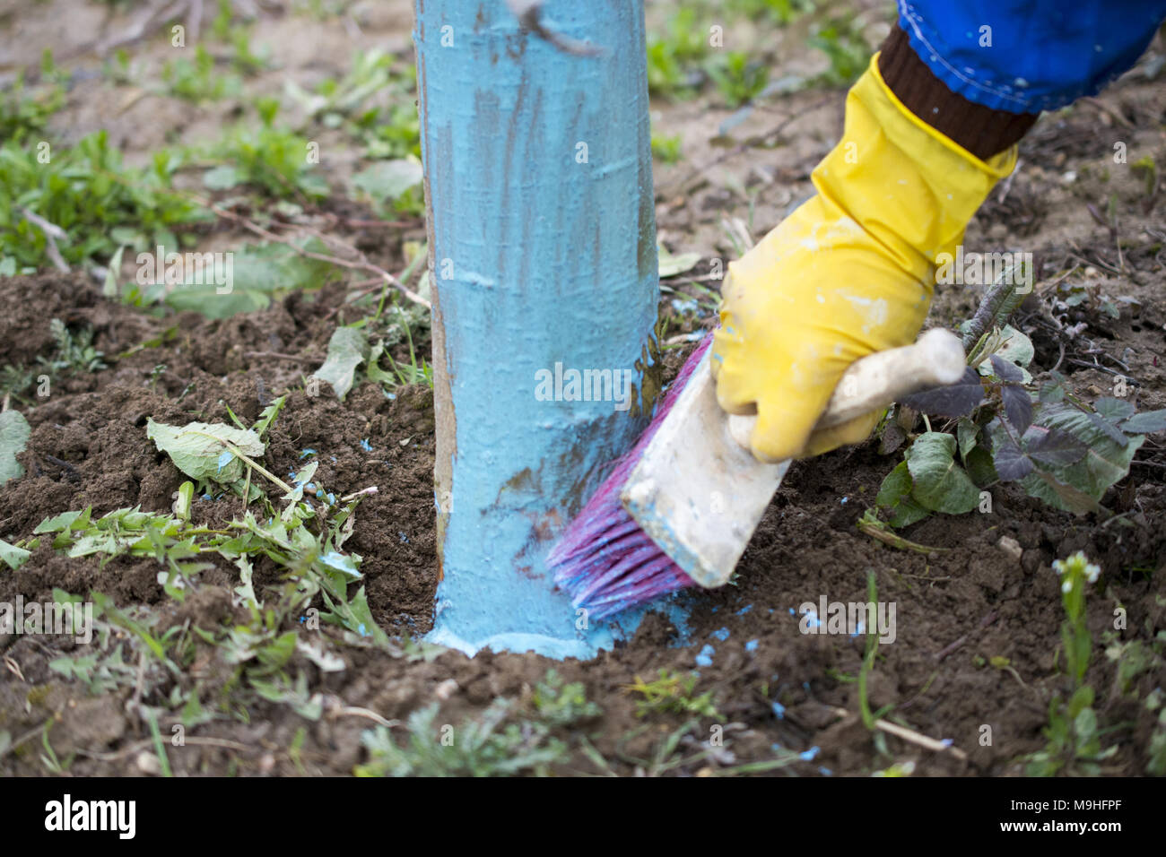 apple trees in march treated with Bordeaux mixture to combat mildew