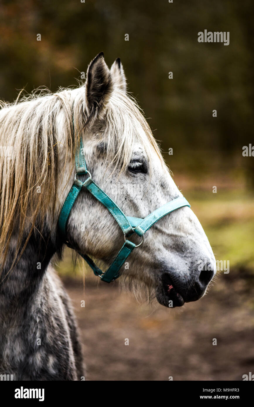 Portrait of a horse in the yard. White horse's head Stock Photo Alamy