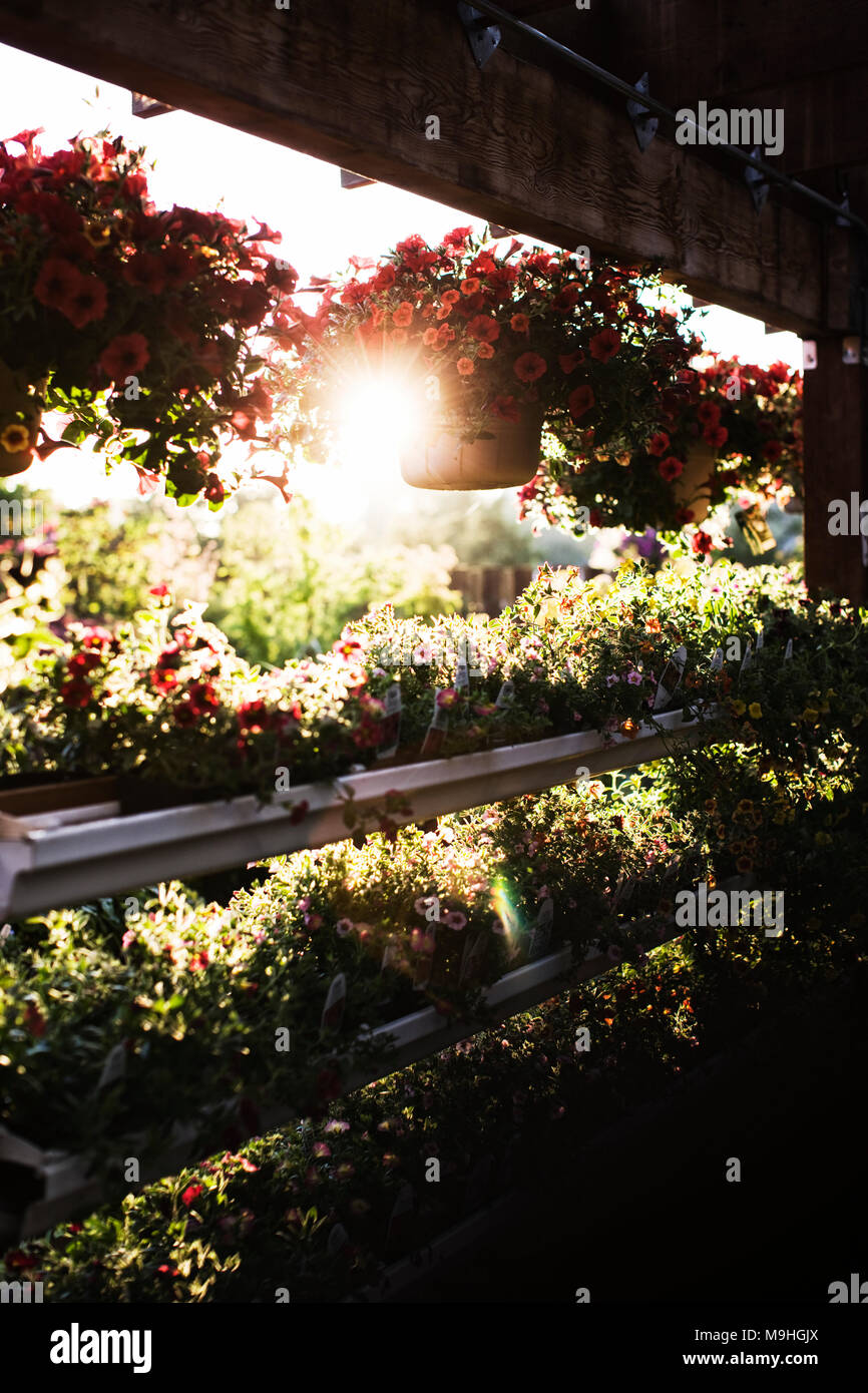 Center plant displays hi-res stock photography and images - Alamy