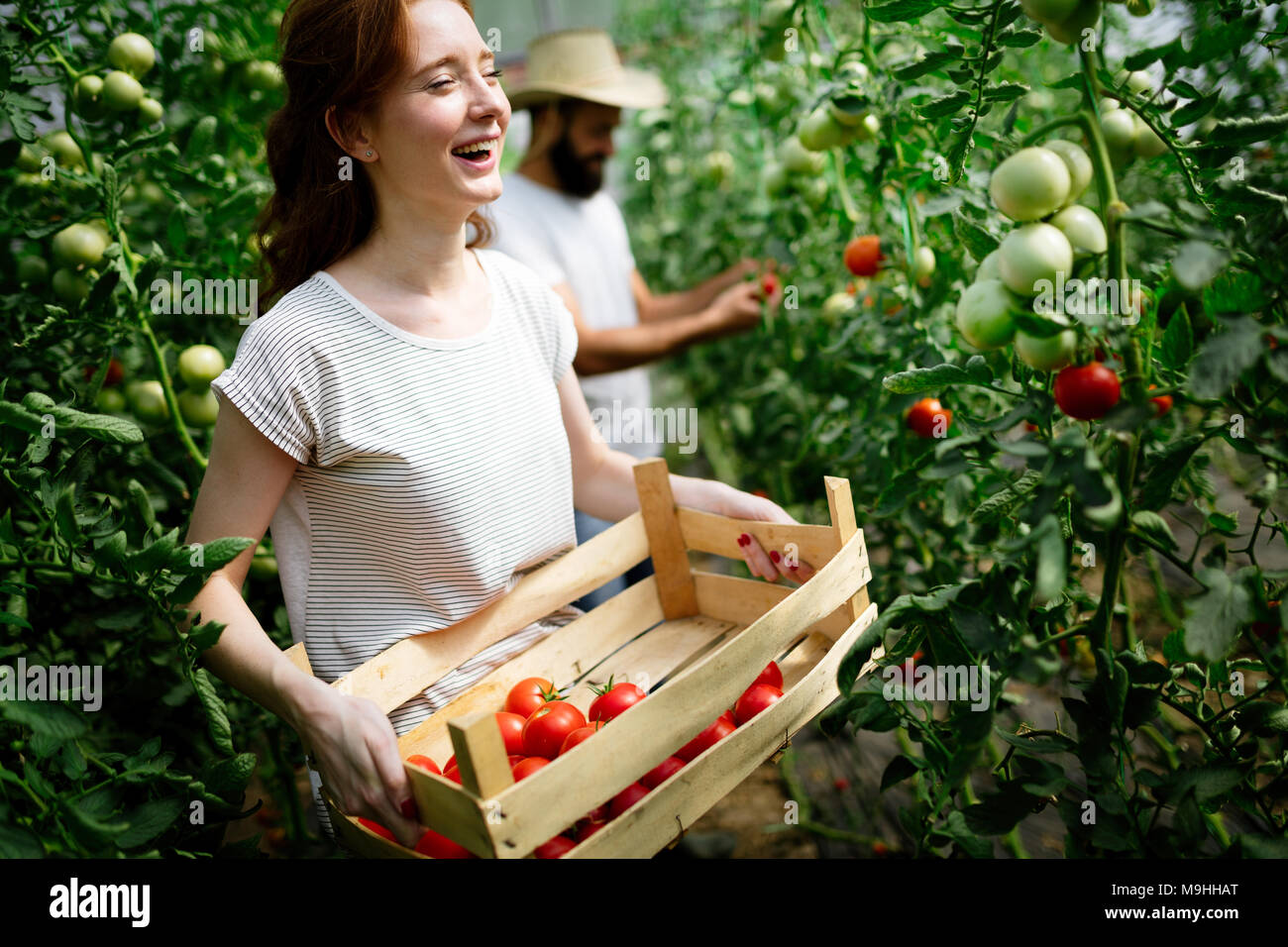 Young smiling agriculture woman worker working, harvesting tomatoes in ...