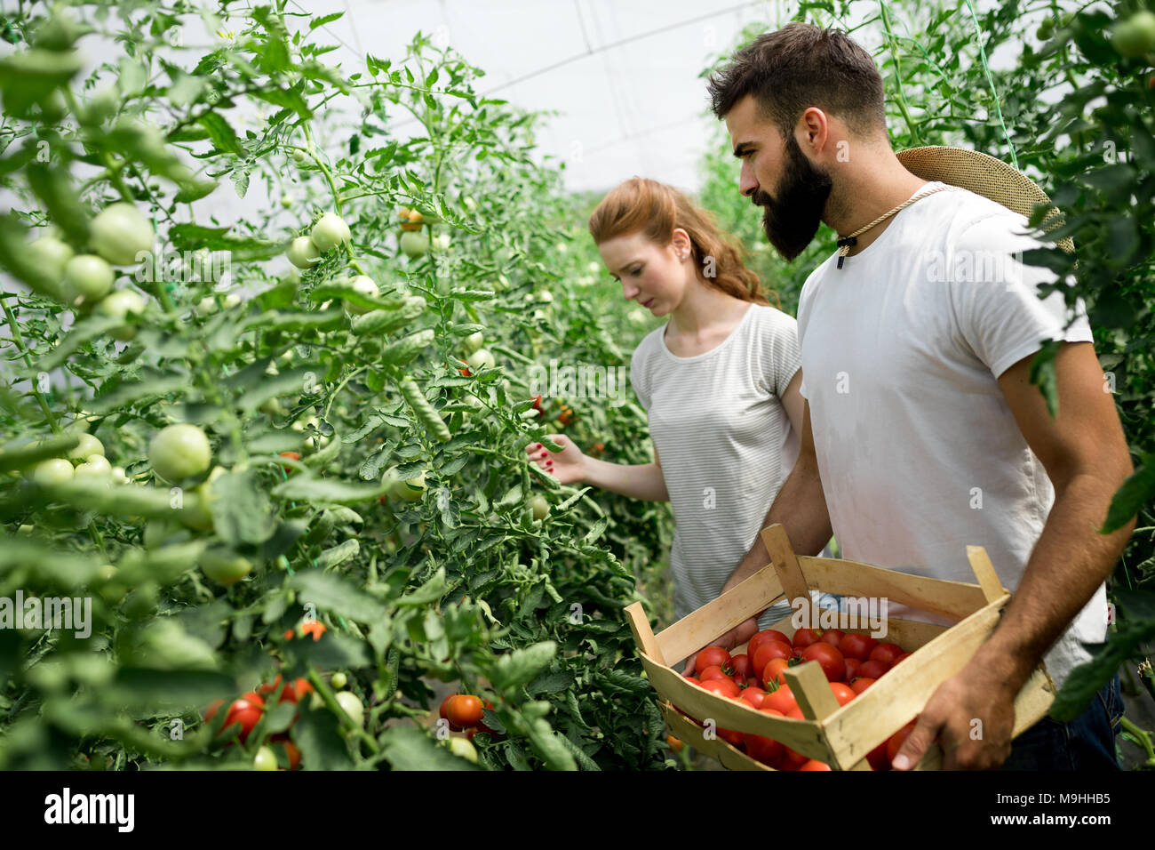 Young smiling agriculture woman worker harvesting tomatoes in ...