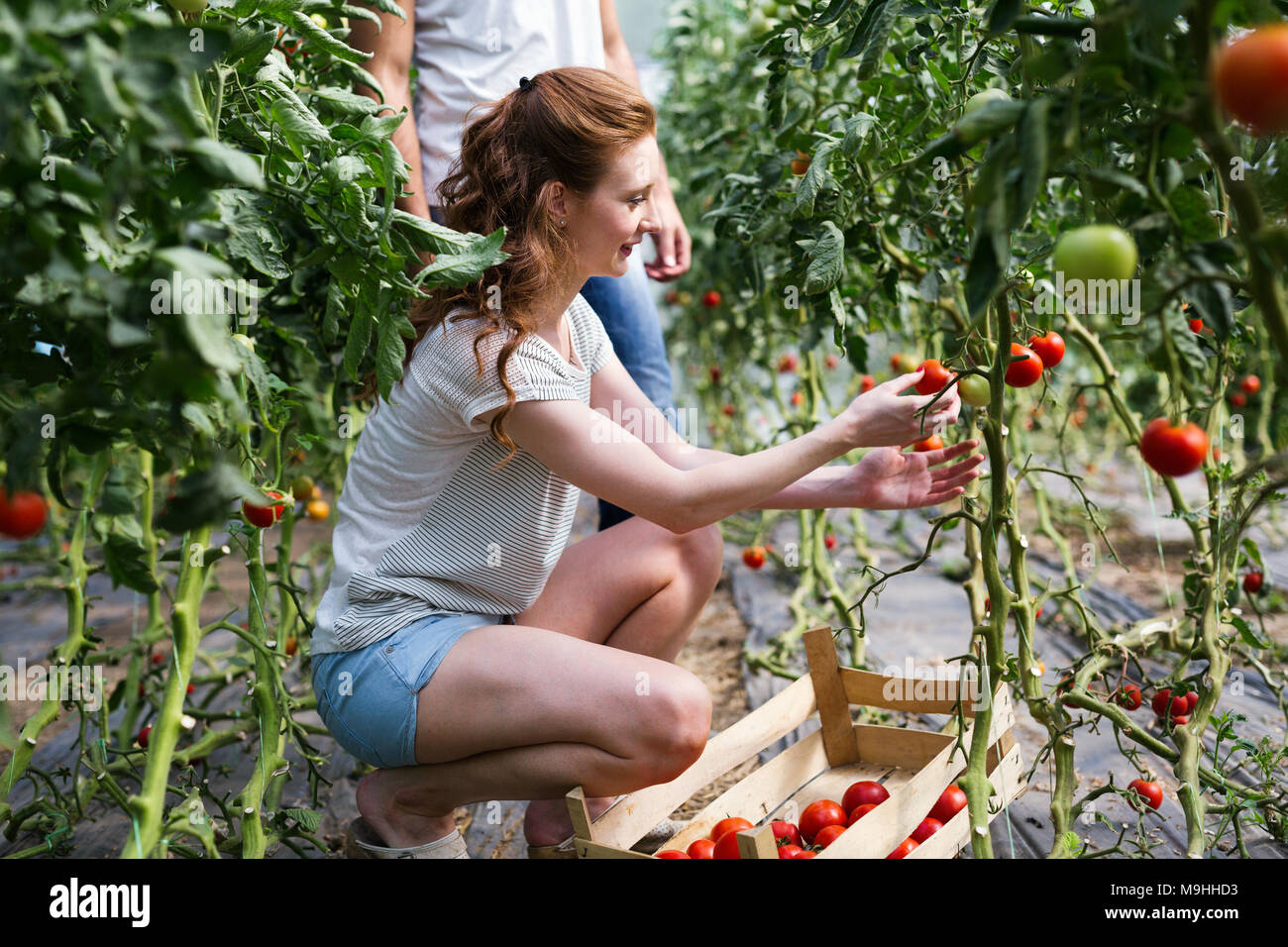 Woman harvesting fresh organic tomatoes hi-res stock photography and ...