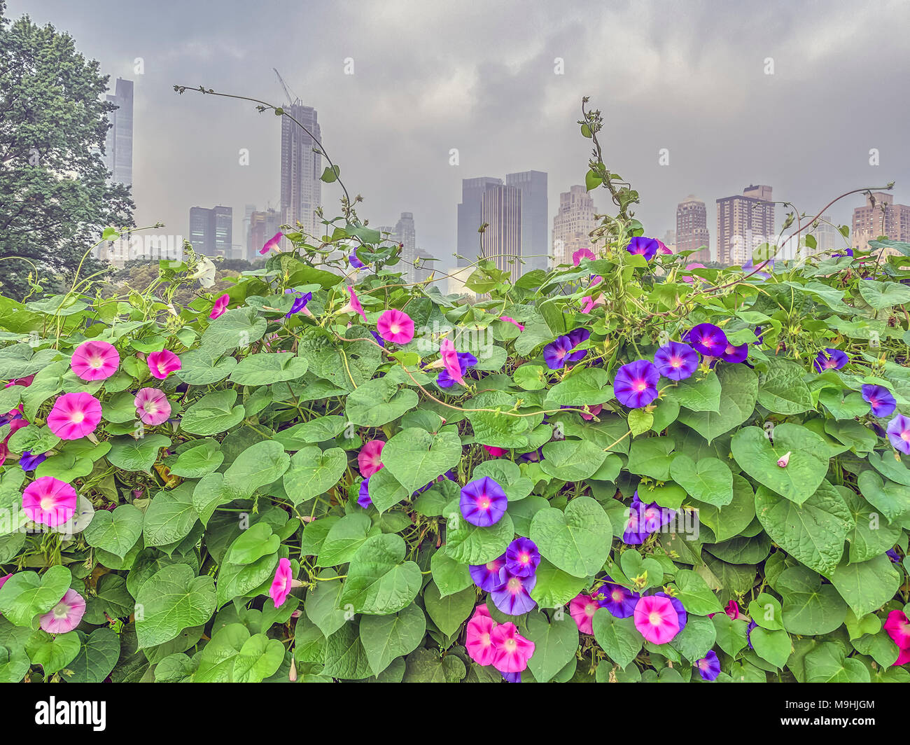 Central Park, New York City in summer with flowers Stock Photo