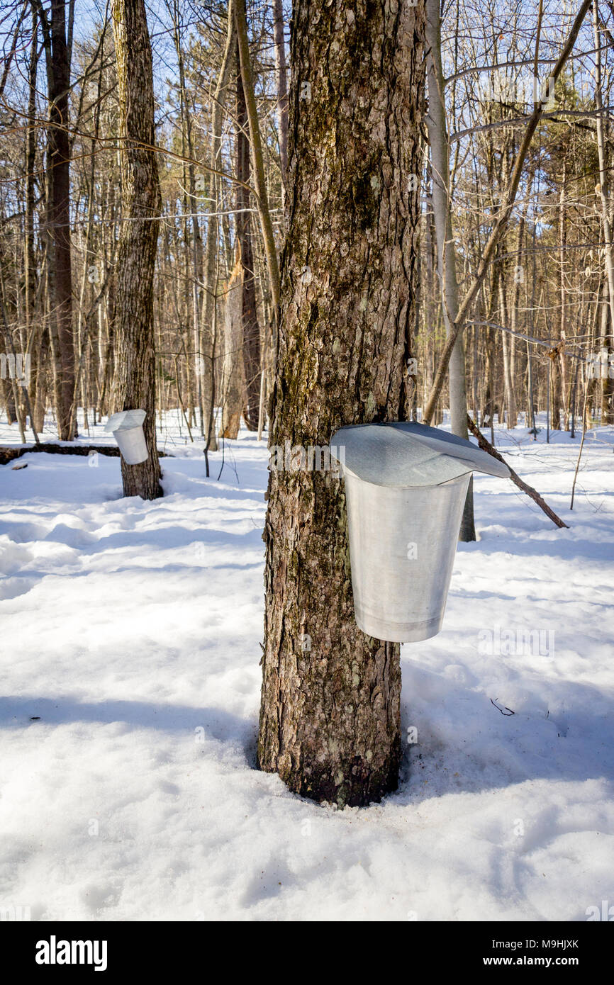 metal bucket for collection maple sap for maple syrup at springtime