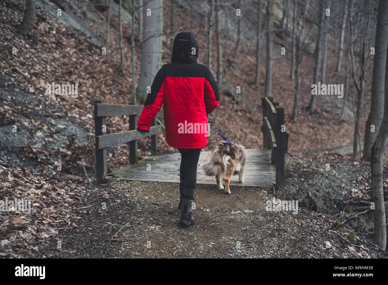 Husky Dog on a Walk Stock Photo - Alamy