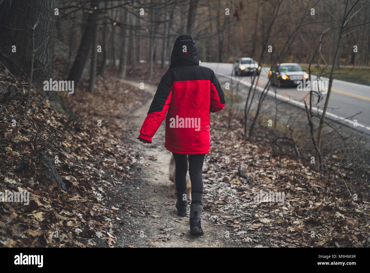 Husky Dog on a Walk Stock Photo - Alamy