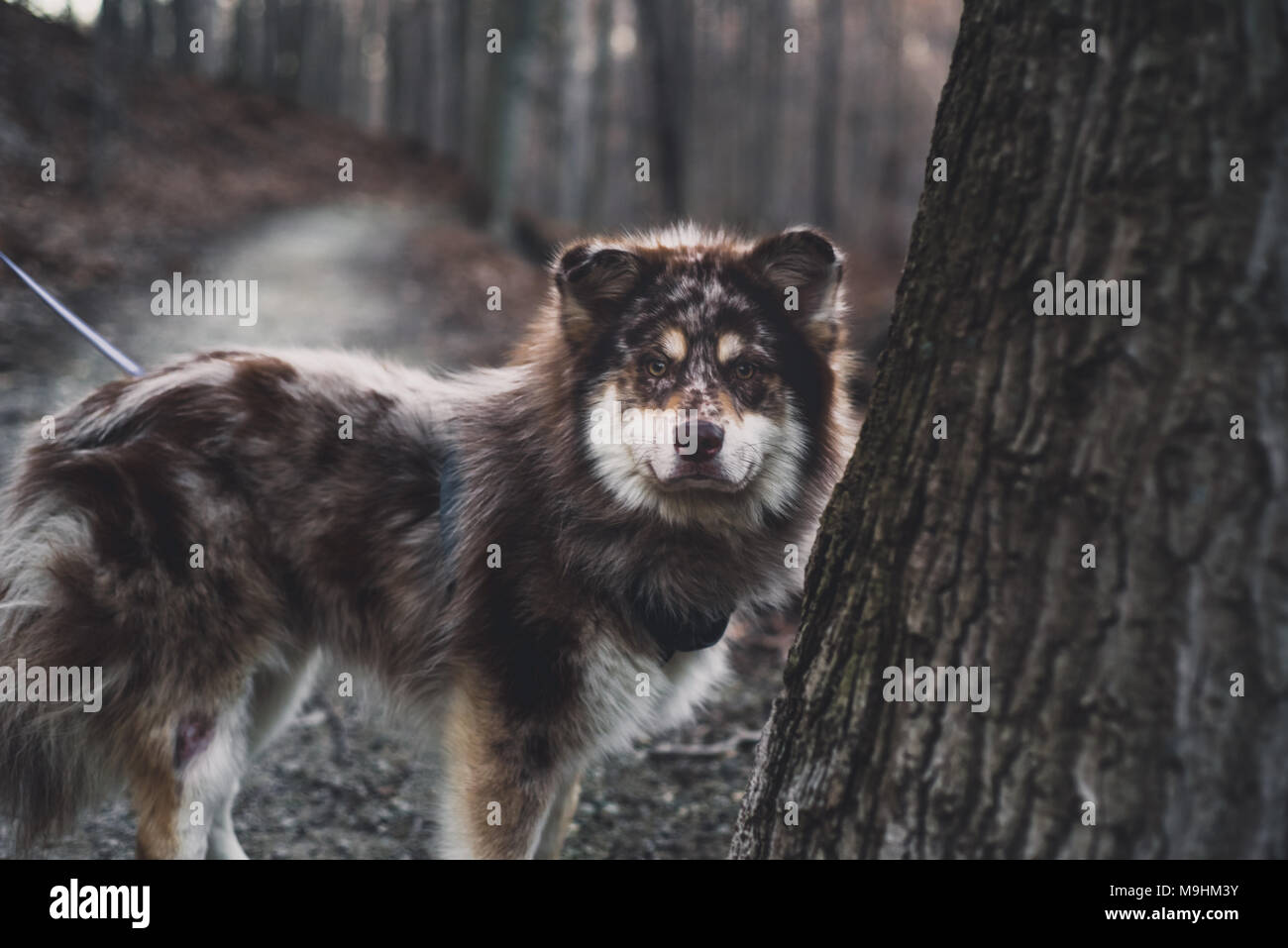 Husky Dog on a Walk Stock Photo - Alamy
