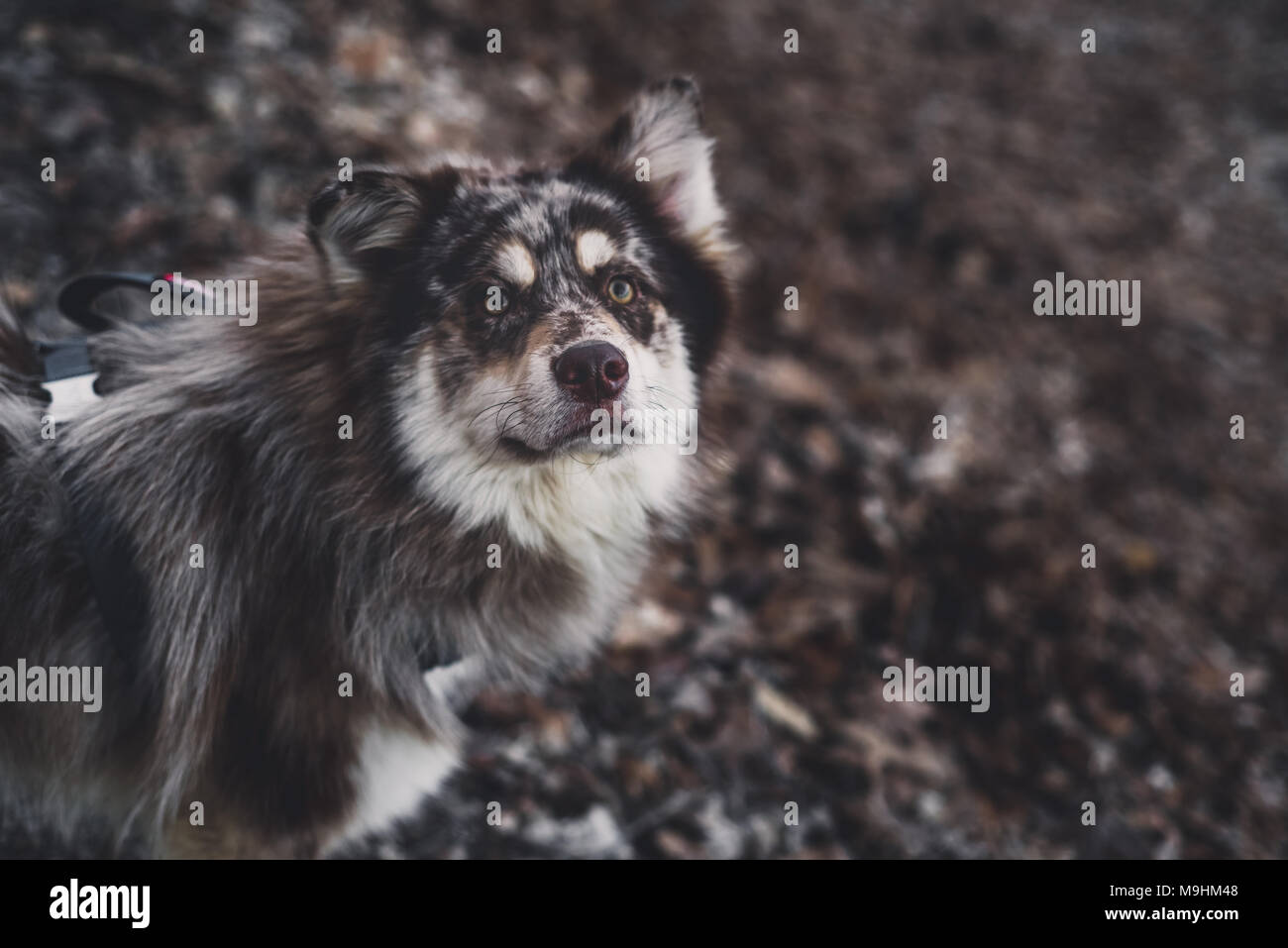 Husky Dog on a Walk Stock Photo - Alamy