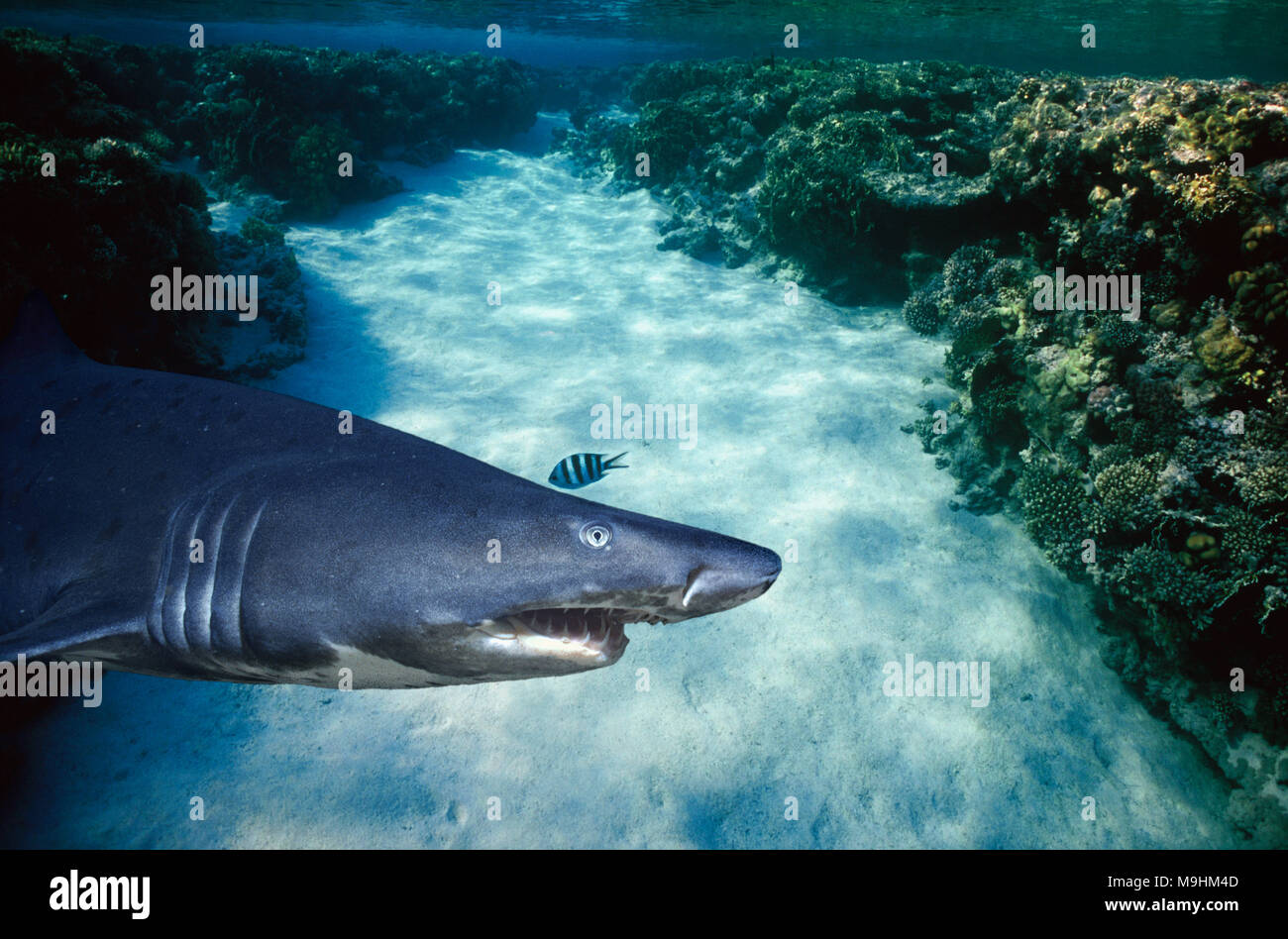 Sand Tiger Shark (Eugomphodus taurus). Durban, South Africa. This image