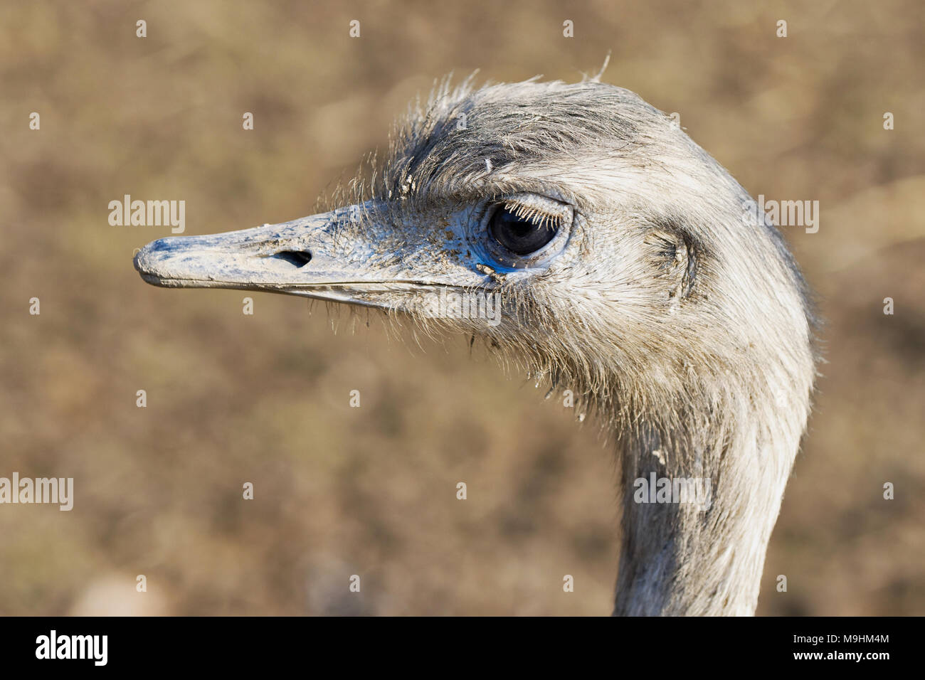 Portrait of greater rhea (Rhea americana), also known as the common rhea. Stock Photo