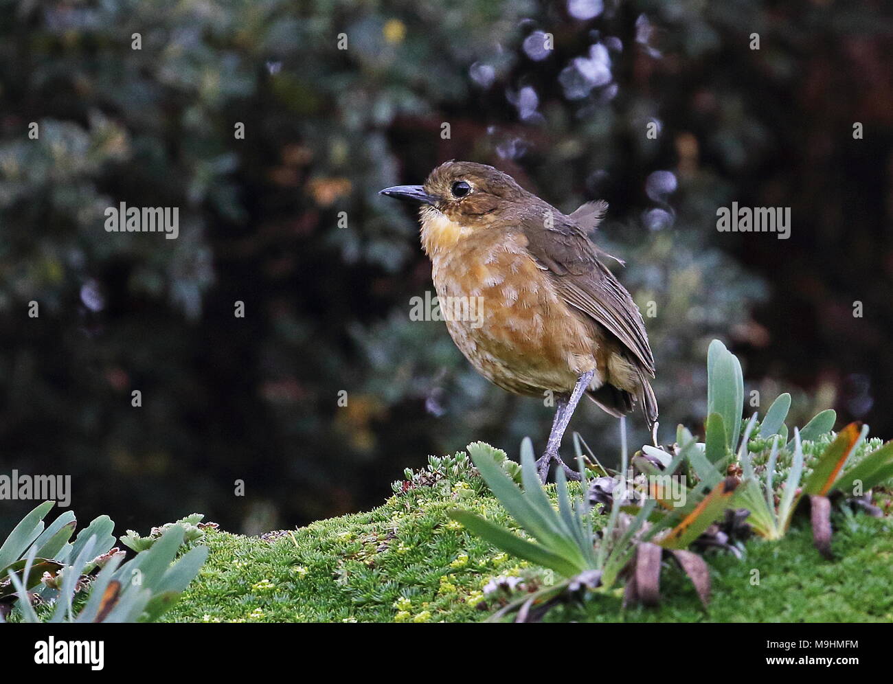 Western Tawny Antpitta (Grallaria quitensis) adult standing on mound in the wqind  Ecuador                            February Stock Photo