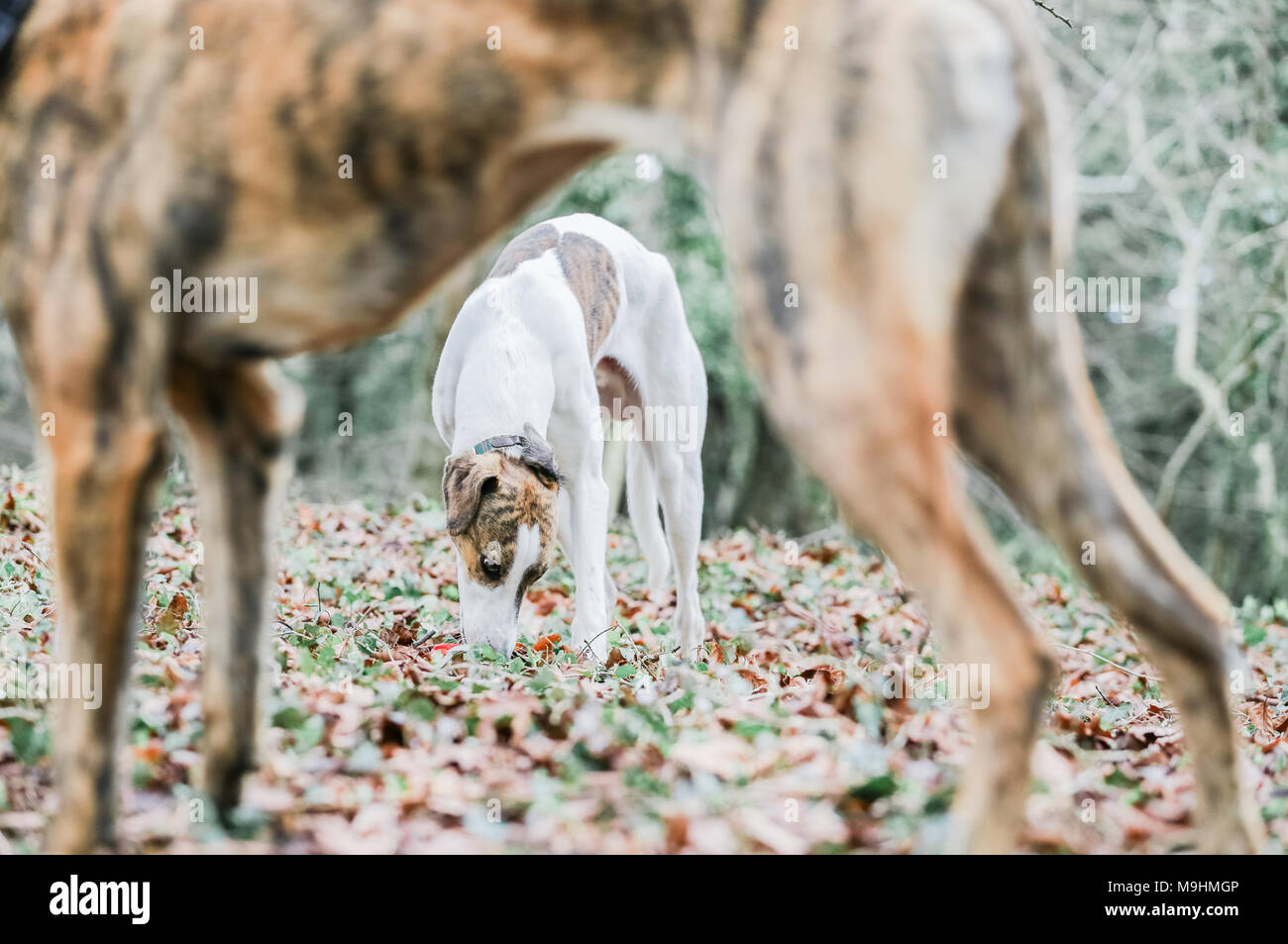 Brindle lurcher dog hires stock photography and images Alamy