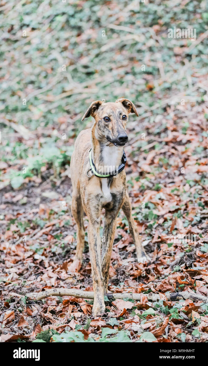 Lurcher dog out on a walk in the countryside, UK Stock Photo