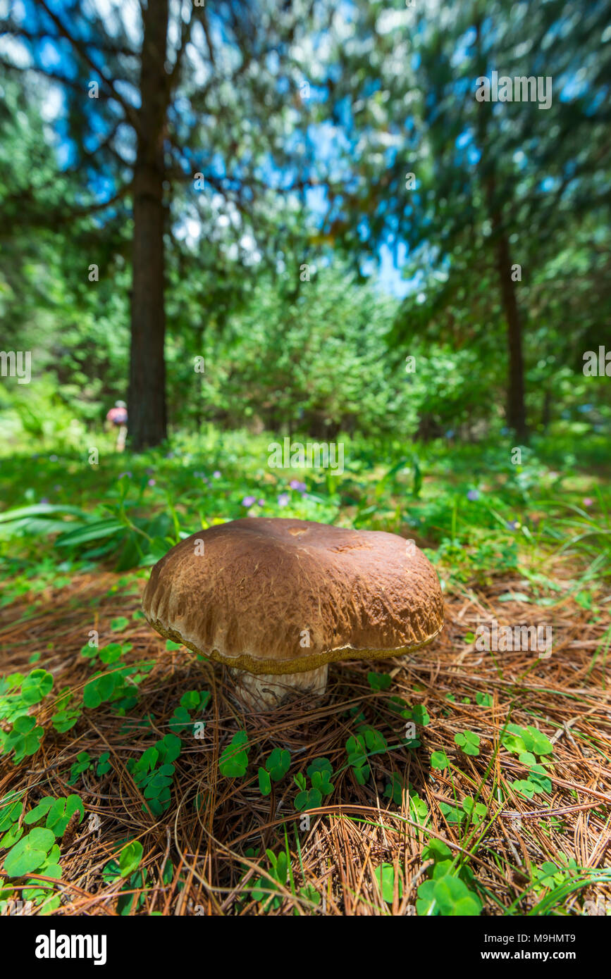 Large mushrooms seen in a forest in Zimbabwe Stock Photo Alamy