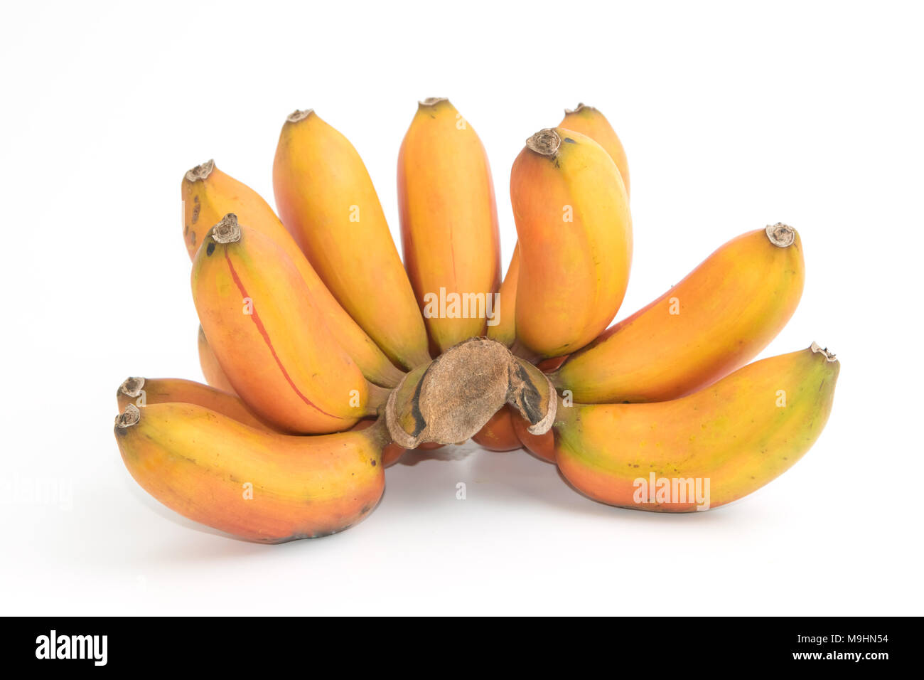 Red banana ,Musa banana (Musa paradisiaca) on white Stock Photo Alamy