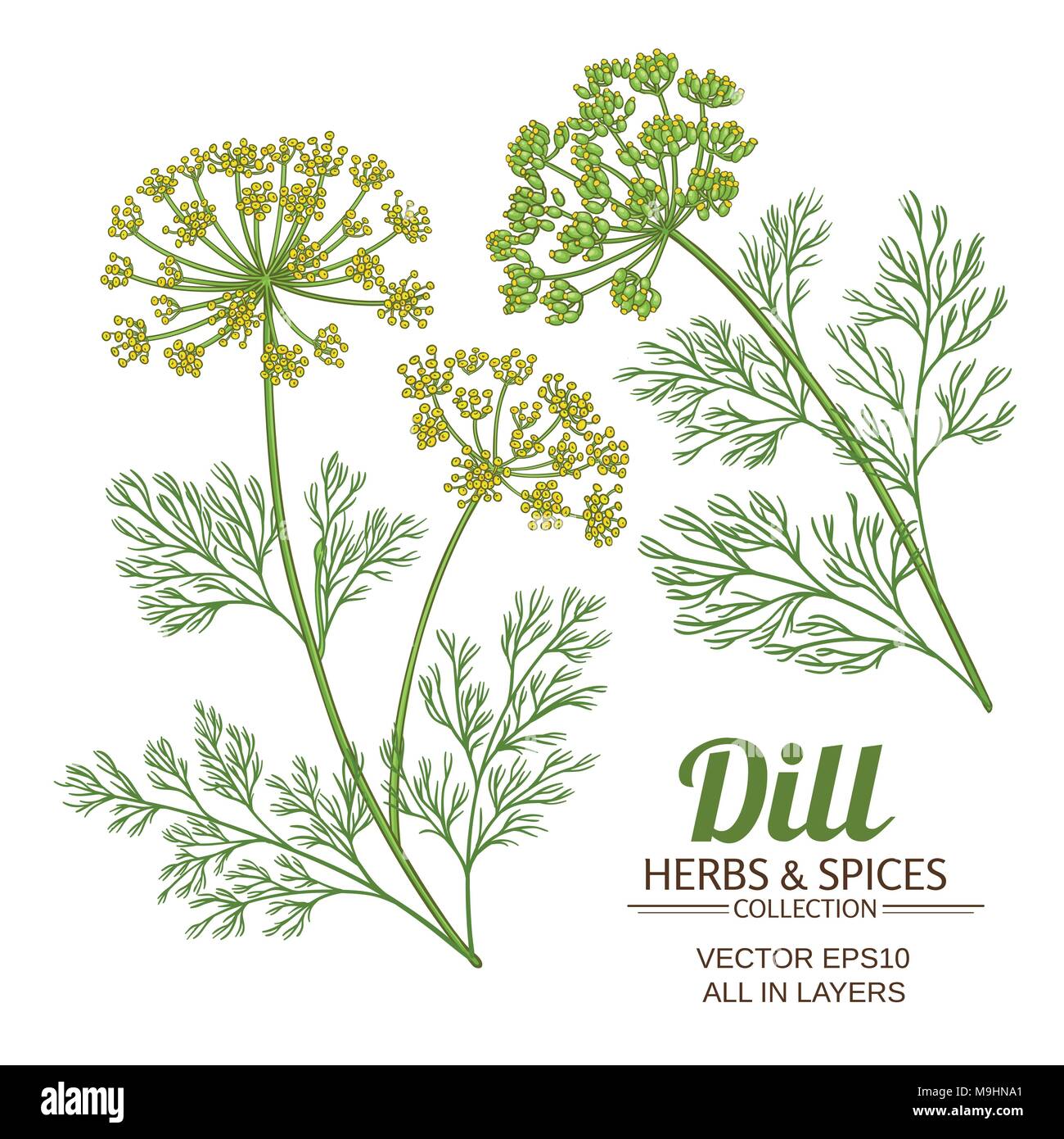 dill plant vector set on white background Stock Vector Image & Art - Alamy