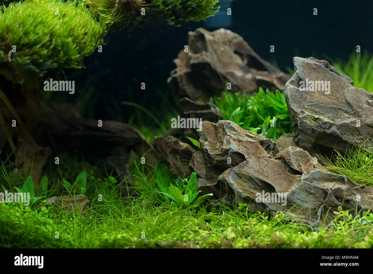 Aquarium plants decoration, aquatic fern and aquarium plant growth in