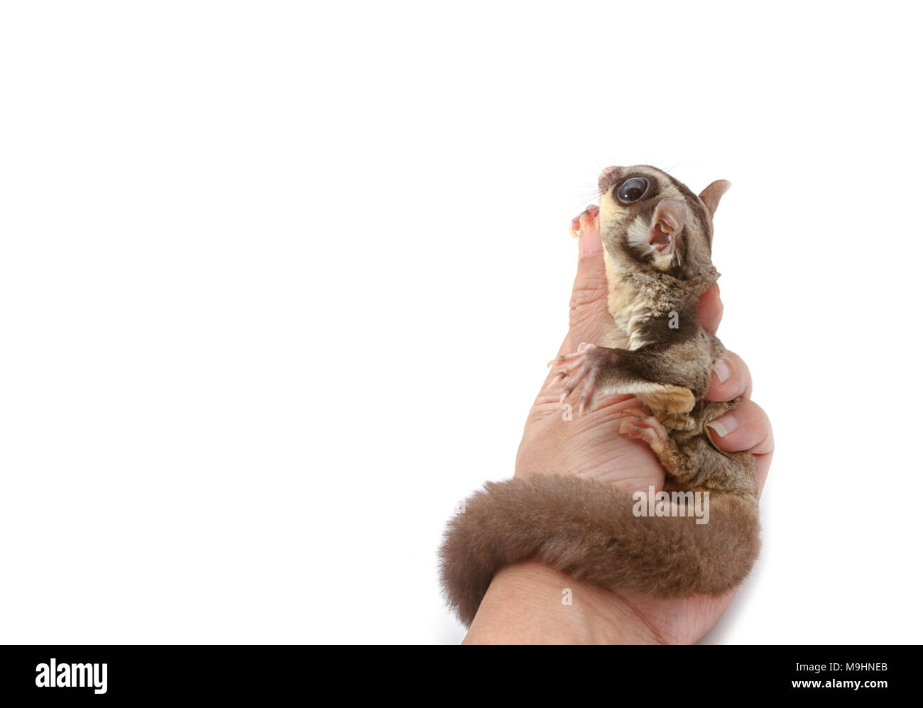 Sugar glider flying hires stock photography and images Alamy