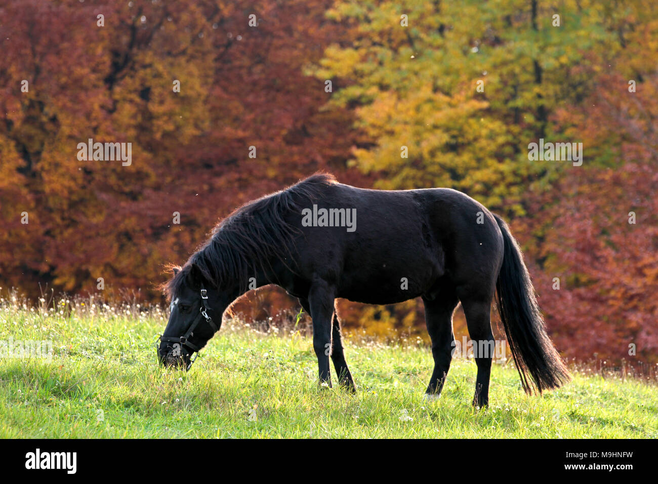 Ravnsholt Skov forest in Alleroed - Denmark in autumn and a horse Stock ...